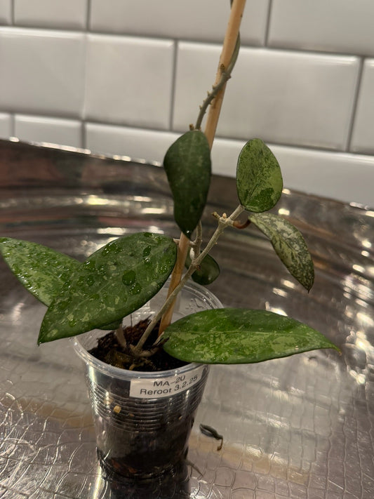 Hoya Verticillata Splash MA20